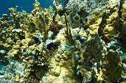 BVI Diving-0158